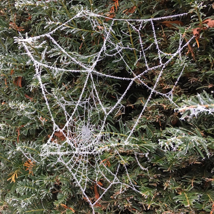 Plant image Taxus baccata