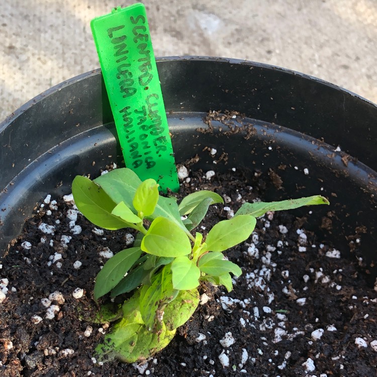 Plant image Lonicera japonica 'Halliana'