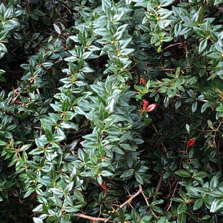 plant image 998813