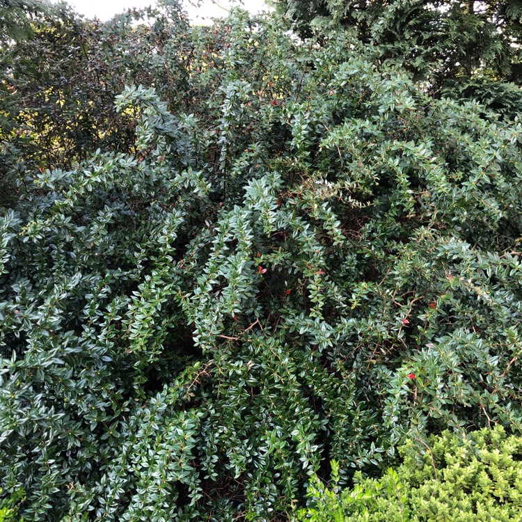 plant image 998814