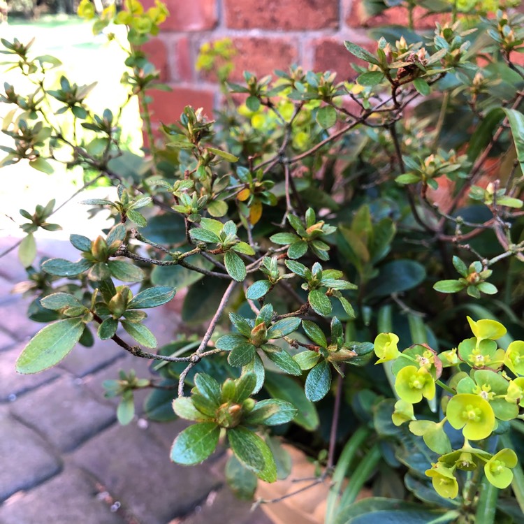 plant image 998825