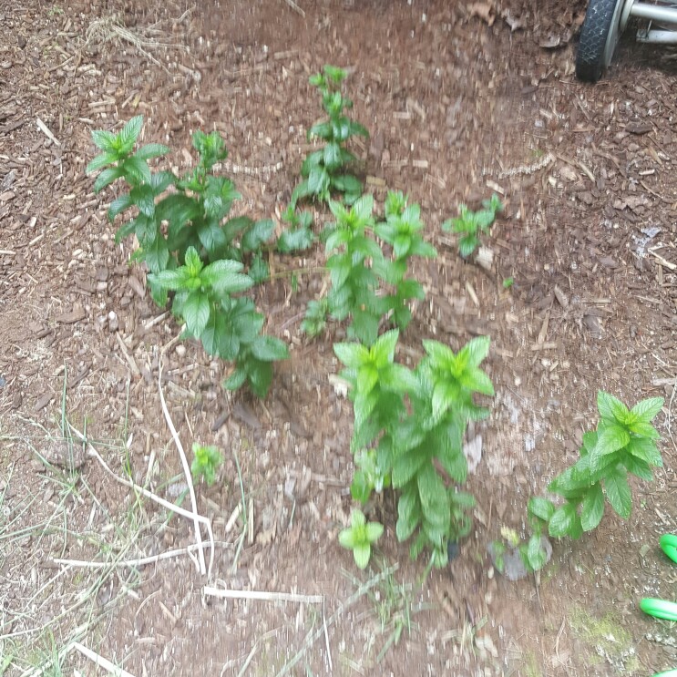 plant image 149266