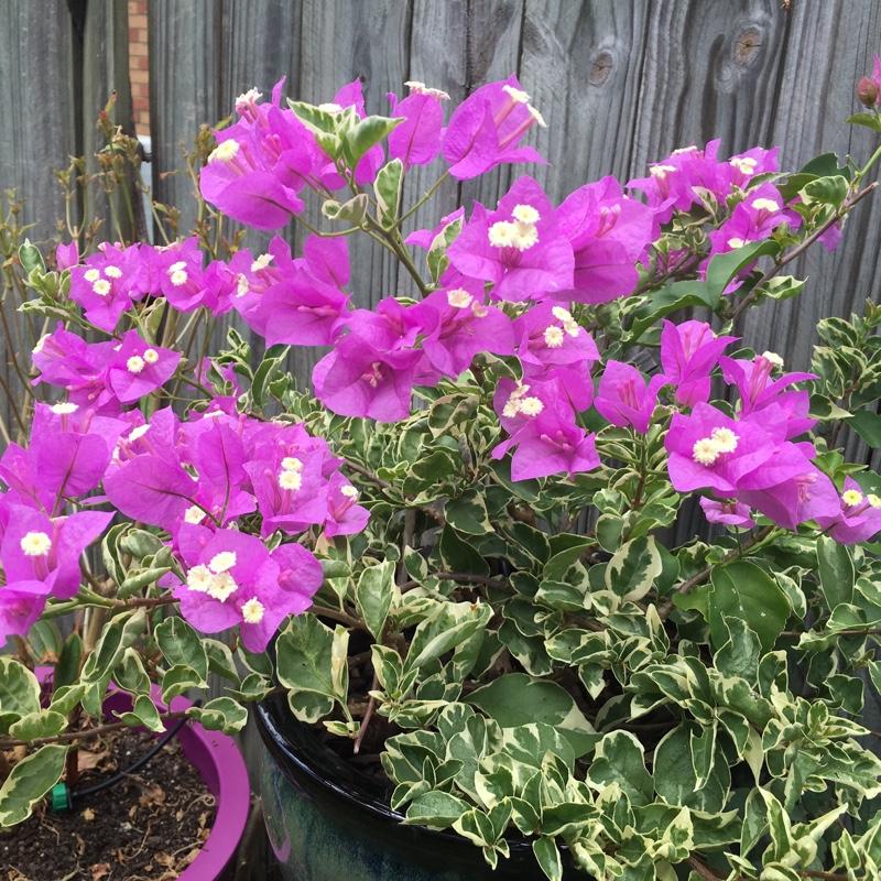 Plant image Bougainvillea spectabilis