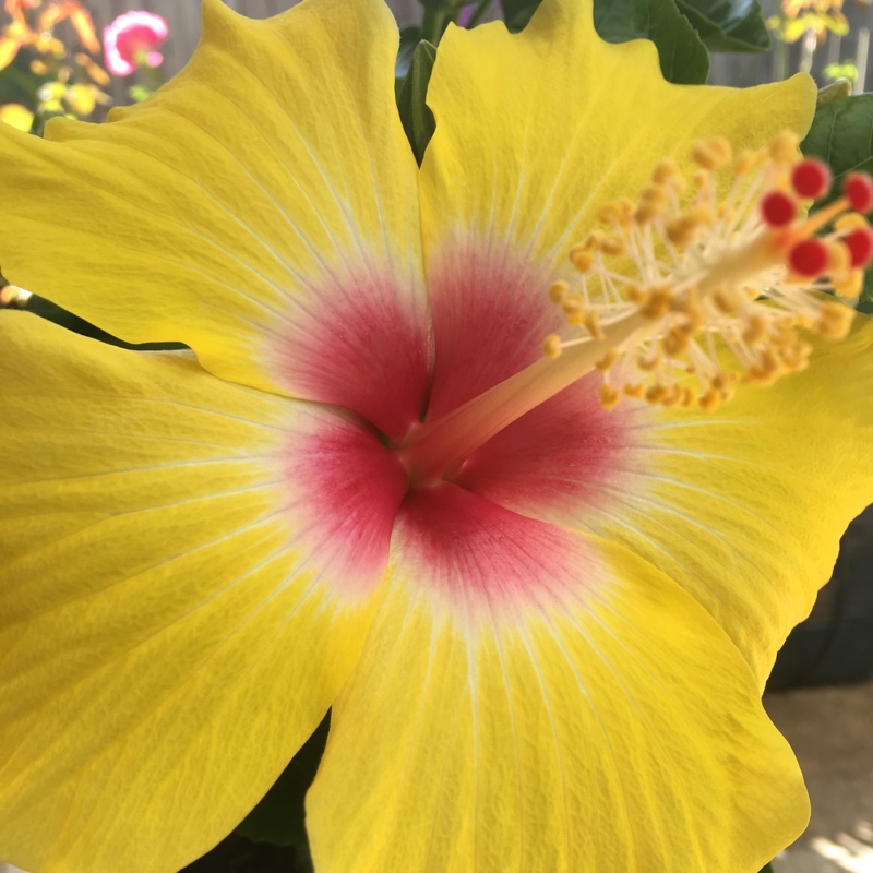 Plant image Hibiscus rosa-sinensis 'Sunset Yellow'