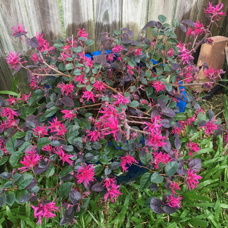 Plant image Loropetalum chinense 'Plum Gorgeous'