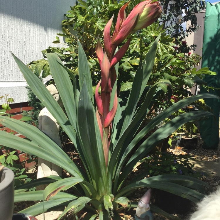 plant image 1042930