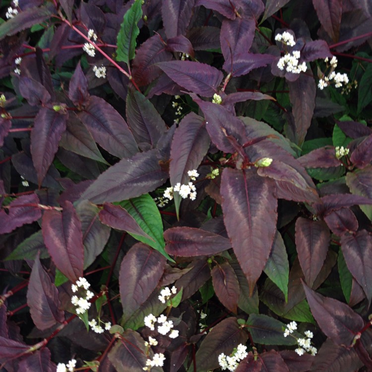 plant image 249651