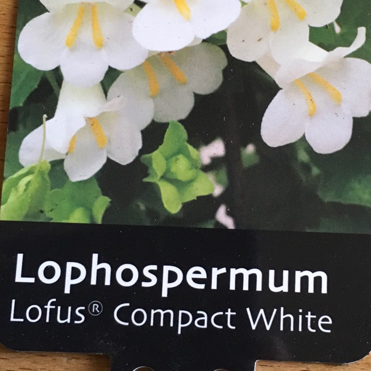 plant image 1397363
