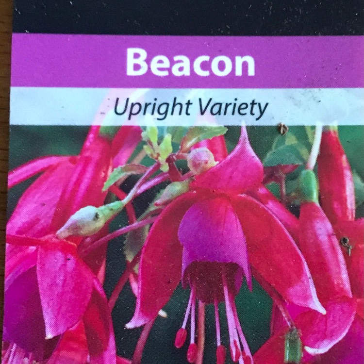 plant image 1397370