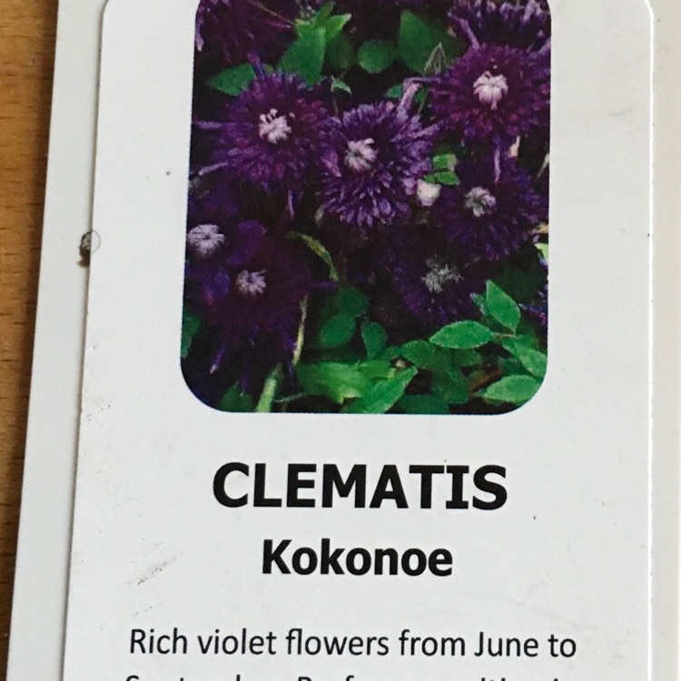 plant image 1397598