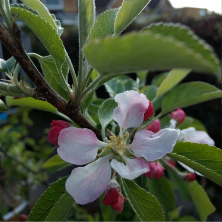Plant image Malus domestica 'Cox's Orange Pippin'
