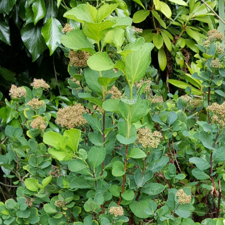 plant image 448648