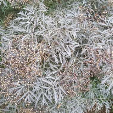 Sambucus nigra f. porphyrophylla 'Eva' syn. Sambucus nigra f. porphyrophylla 'Black Lace', Sambucus nigra 'Black Lace'