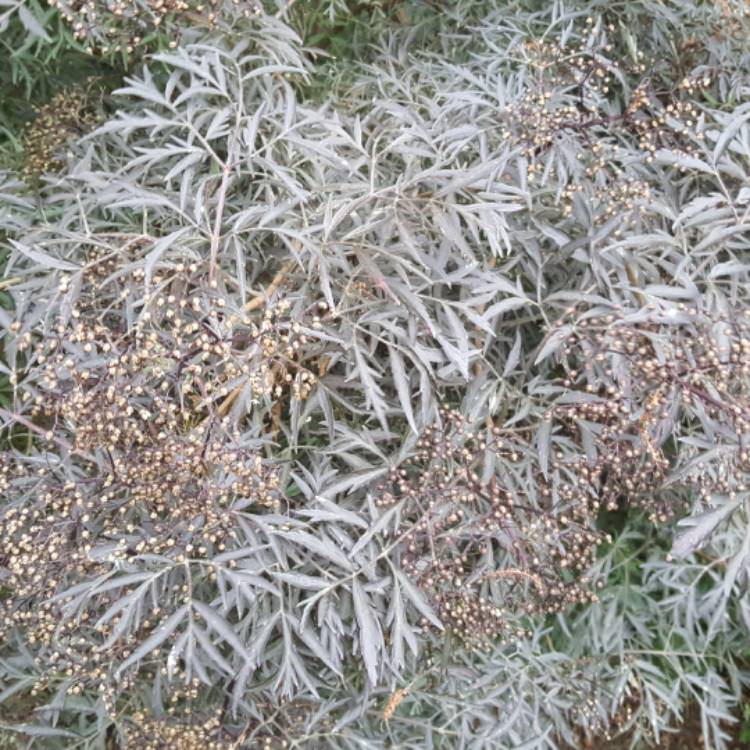 plant image 507477 plant image 507477