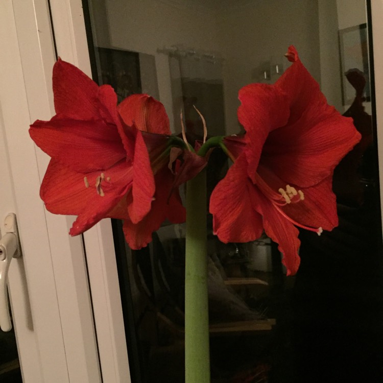 Plant image Hippeastrum 'Ferrari'