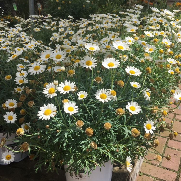 Plant image Osteospermum 'Marguerite White'