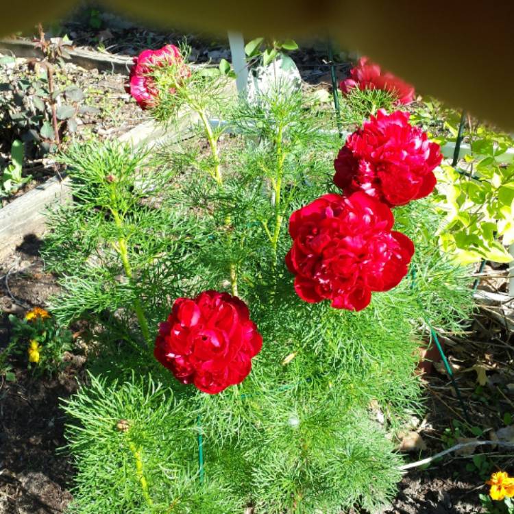 Plant image Paeonia tenuifolia