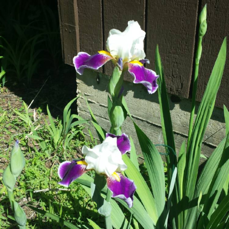 plant image 1474781