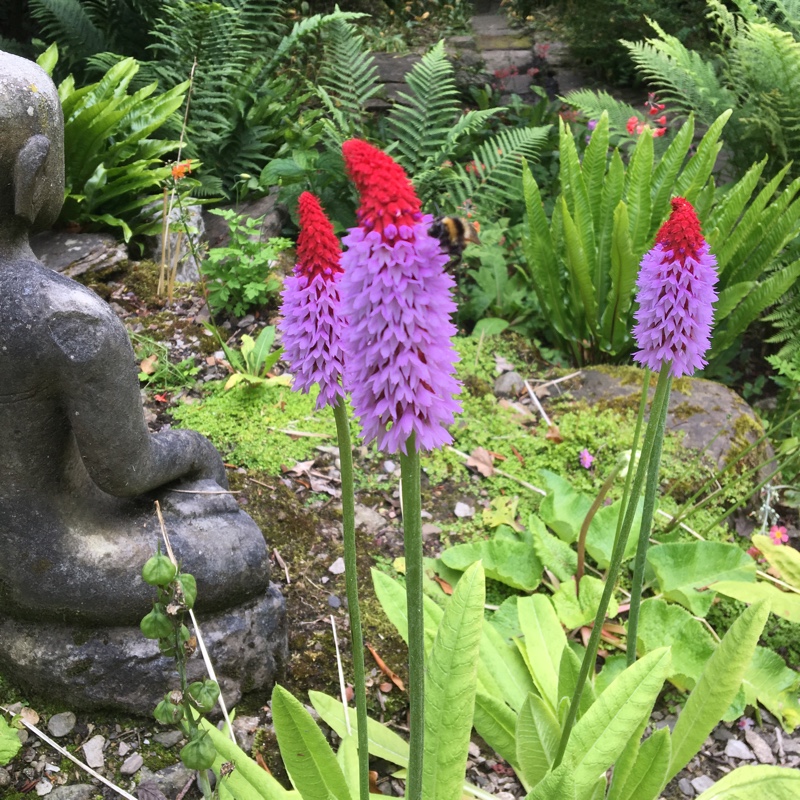 plant image 151639