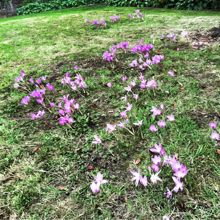 plant image 243282