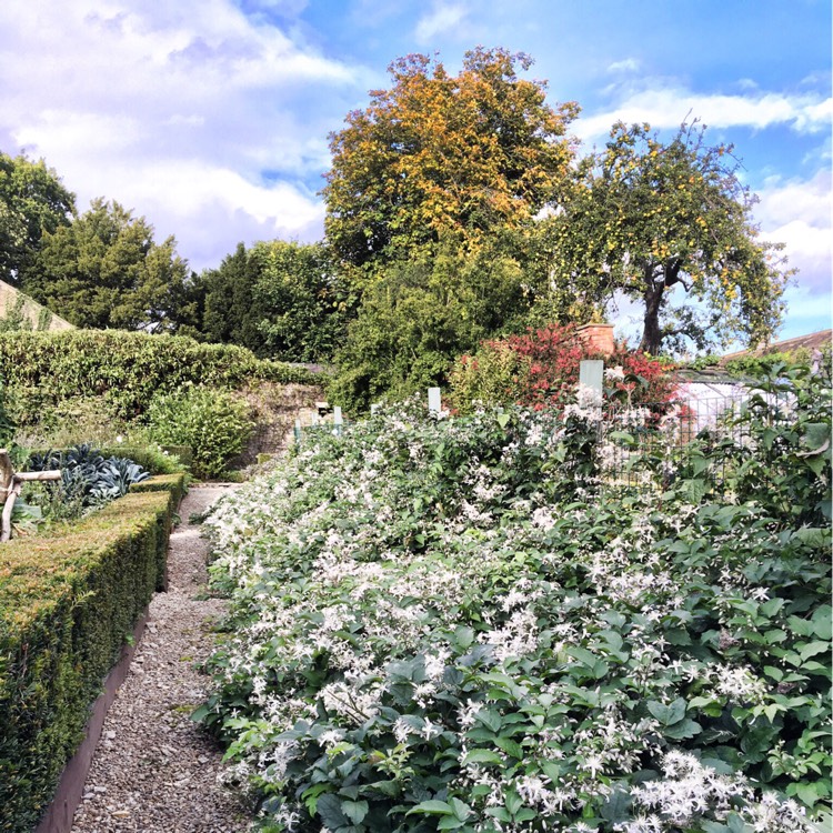 plant image 243299