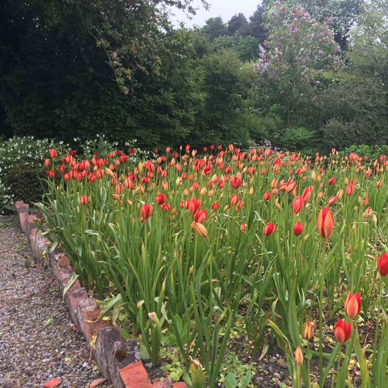 Plant image Tulipa sprengeri 'Trotter's Form'