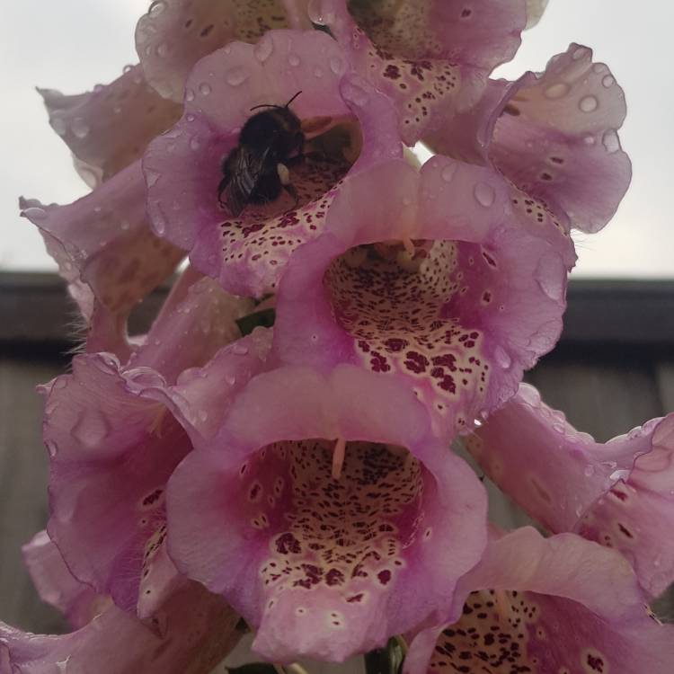 plant image 1067909