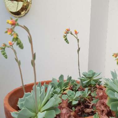 Hen and Chicks