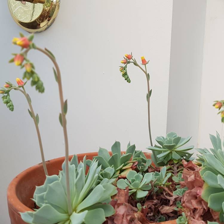 Plant image Jovibarba arenaria