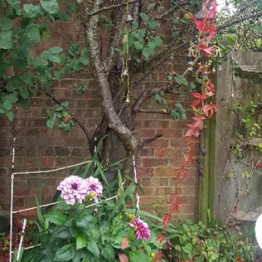 gingerella's garden