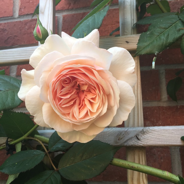 Plant image Rosa 'Ausled' syn. Rosa 'A Shropshire Lad'
