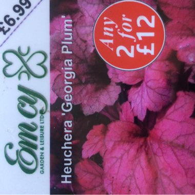 Alumroot 'Georgia Peach'