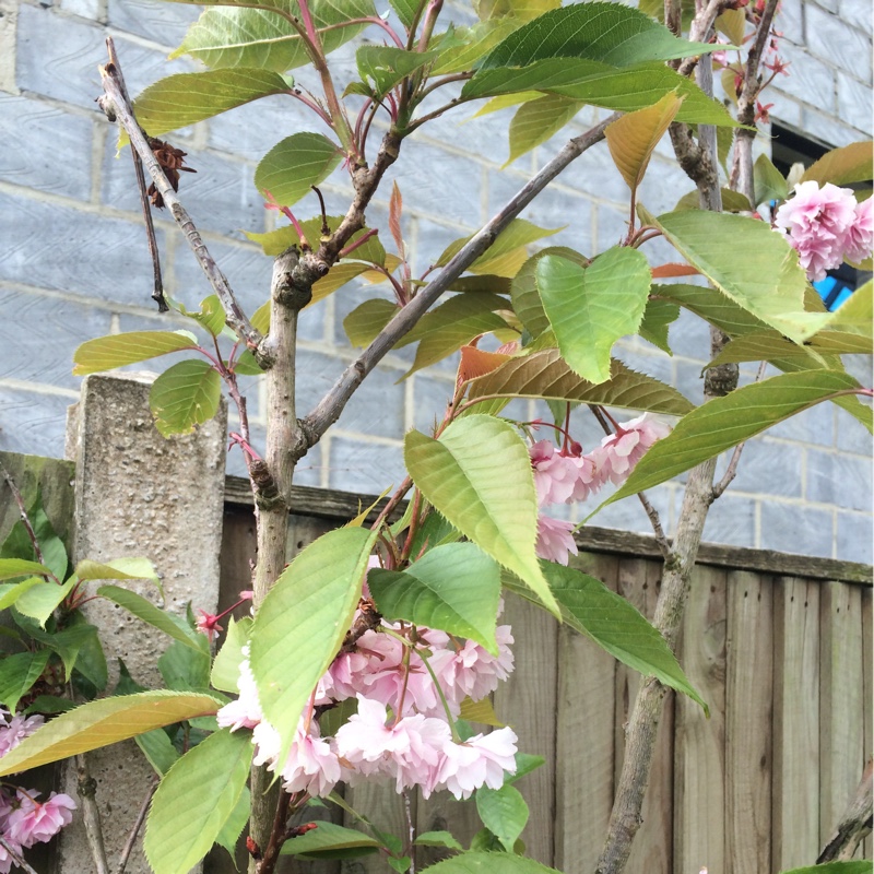 Cherry 'Kanzan'