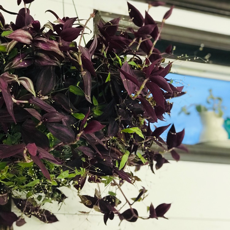 plant image 1089684