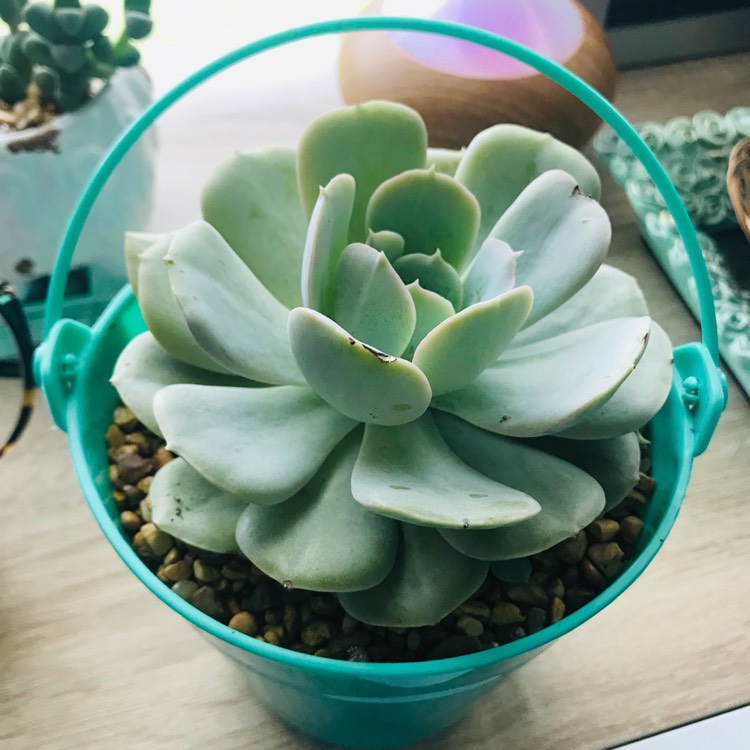Plant image Echeveria Blue Surprise