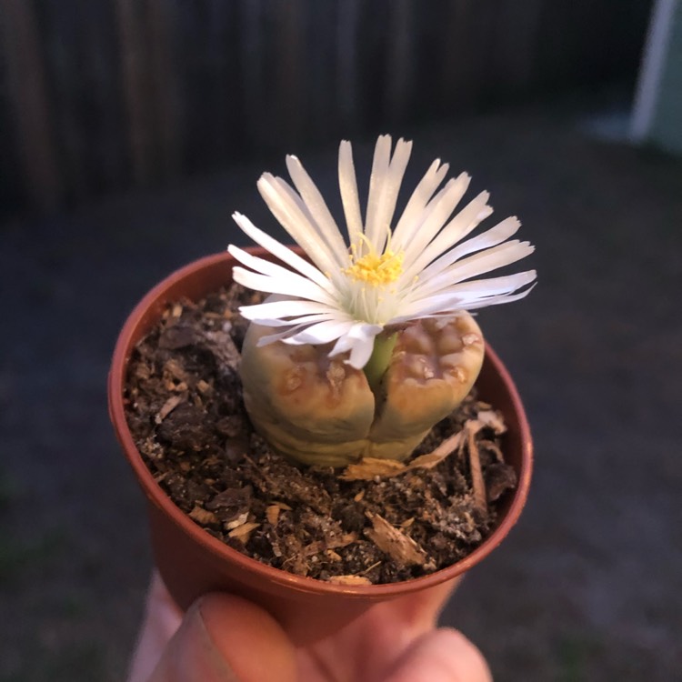 plant image 1216500