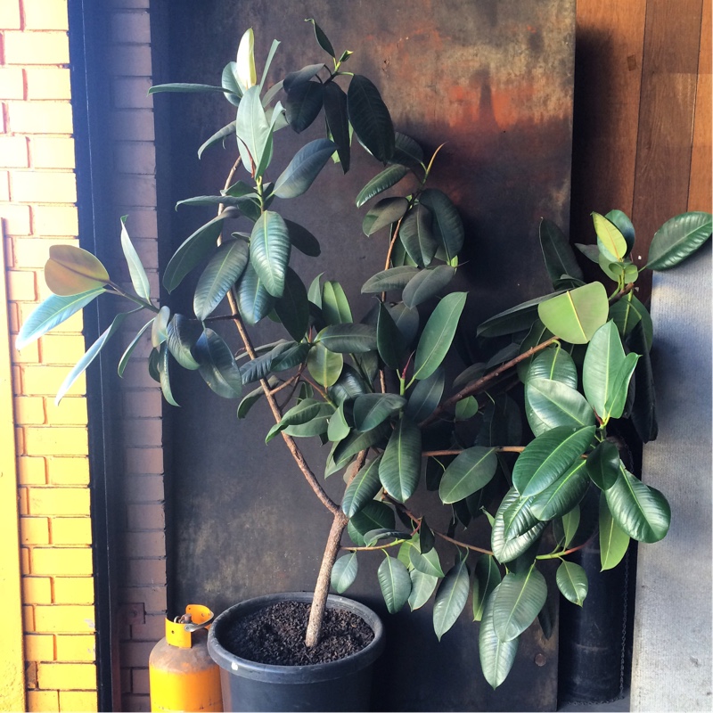 Ficus elastica