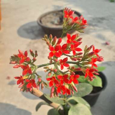 Kalanchoe