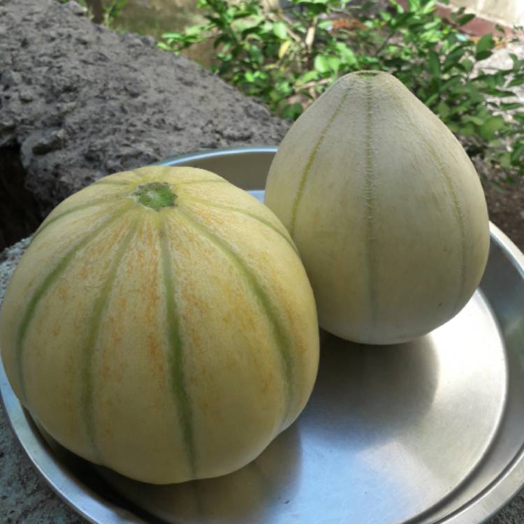 plant image 1671538