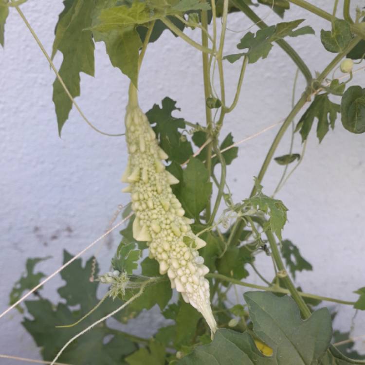 plant image 1695005