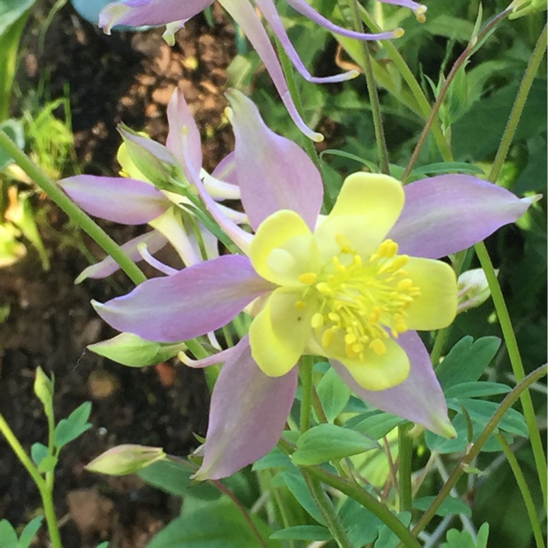 plant image 110370