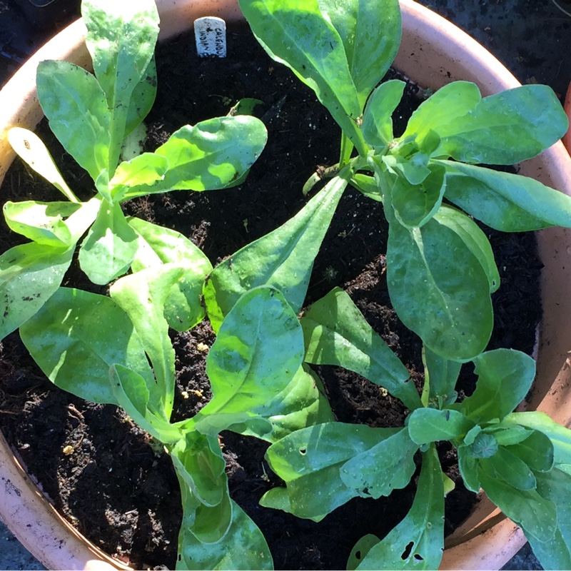 plant image 119685