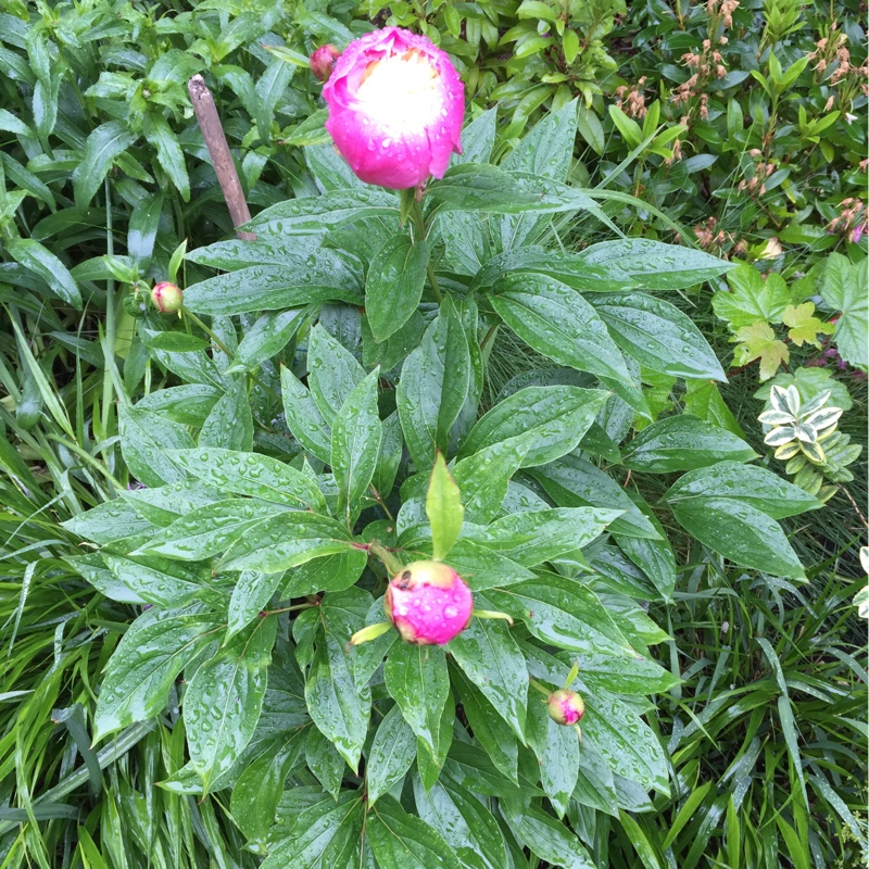 plant image 121772 plant image 121772