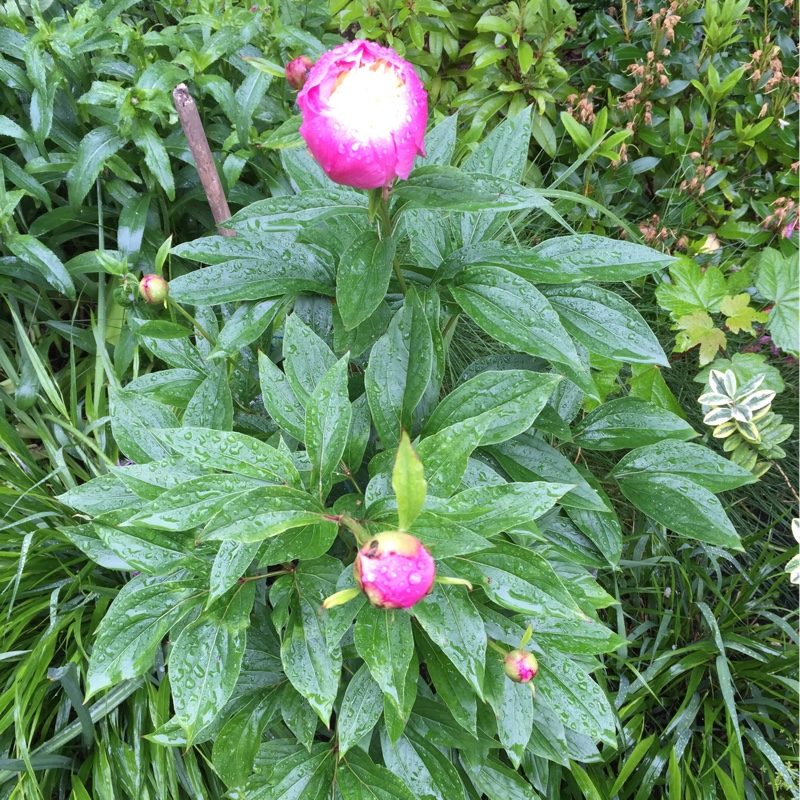 plant image 121773 plant image 121773