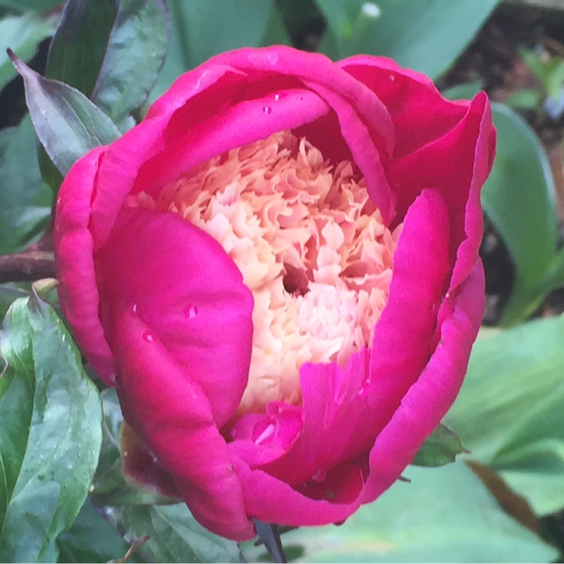 Plant image Paeonia lactiflora 'White Cap'