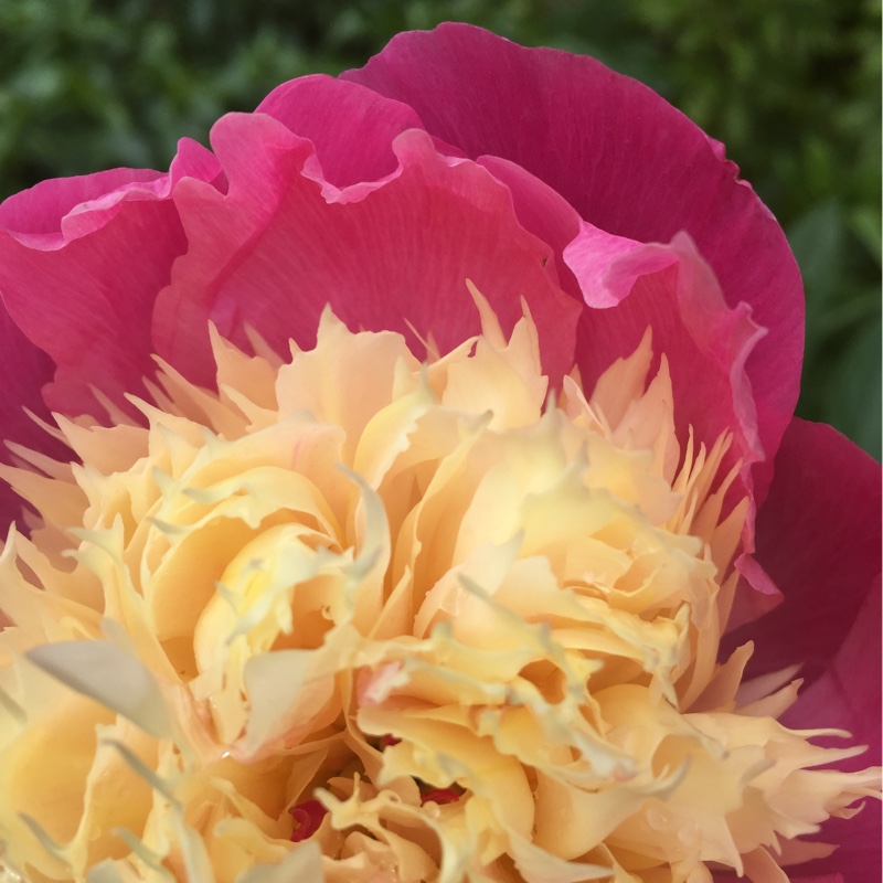Plant image Paeonia lactiflora 'Bowl of Beauty'