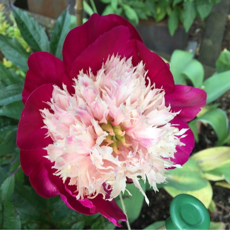 Plant image Paeonia lactiflora 'White Cap'