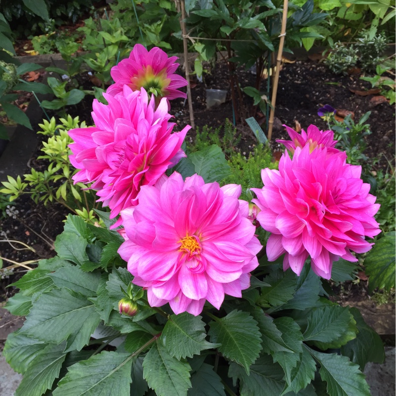 plant image 163172