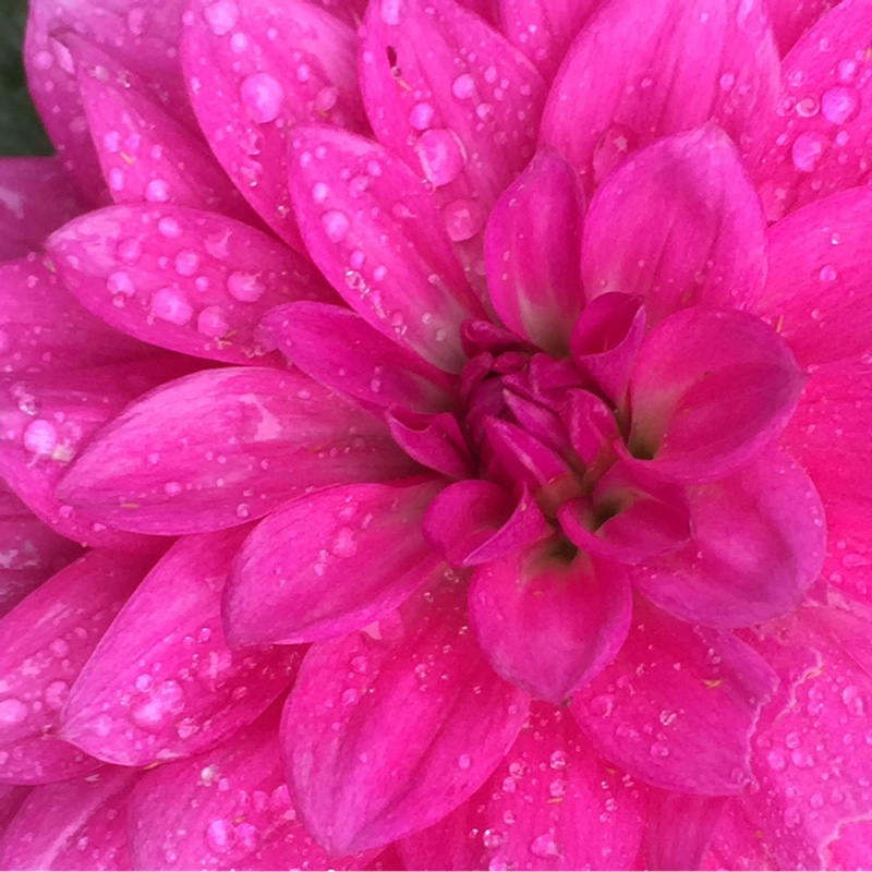 plant image 180807