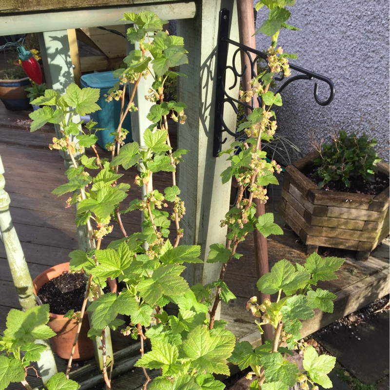 plant image 59714